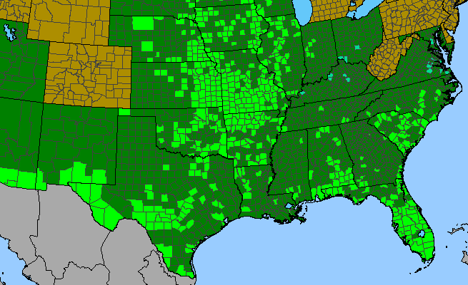 The range of Euphorbia cyathophora